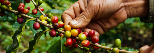 The Forgotten Hands Behind Your Morning Brew: Stories of Coffee Farmers You’ll Never See on Packaging